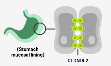 Normal gastric mucosa tissue with CLDN18.2 buried within tight junctions